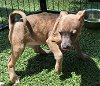 adoptable Dog in  named Chandris