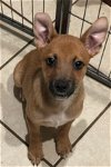 adoptable Dog in roswell, GA named Dimitry