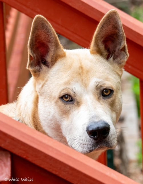 adoptable Dog in Roswell, GA named Justin Thyme