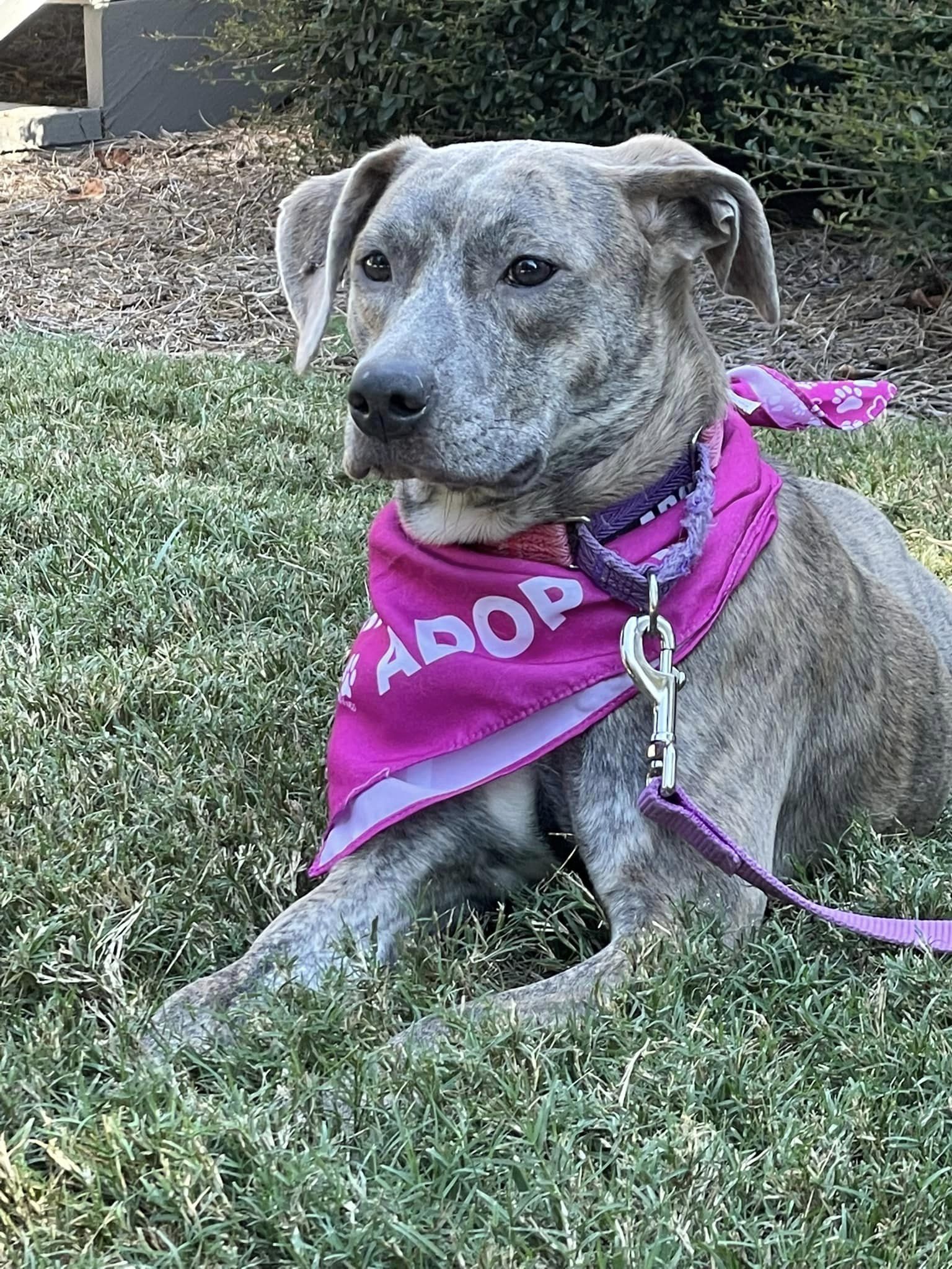 adoptable Dog in Roswell, GA named Cordelia