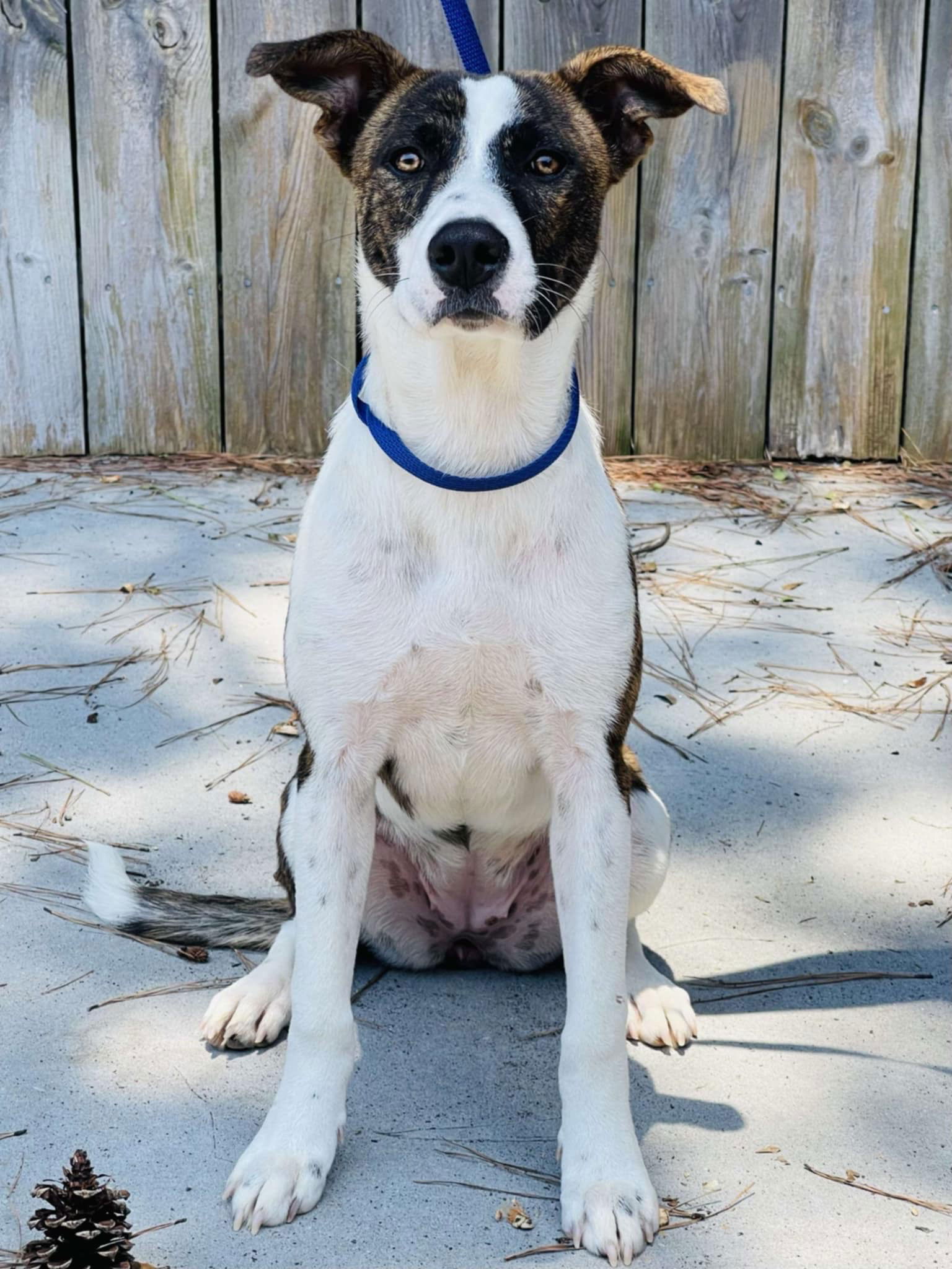 adoptable Dog in Roswell, GA named Millie Rock