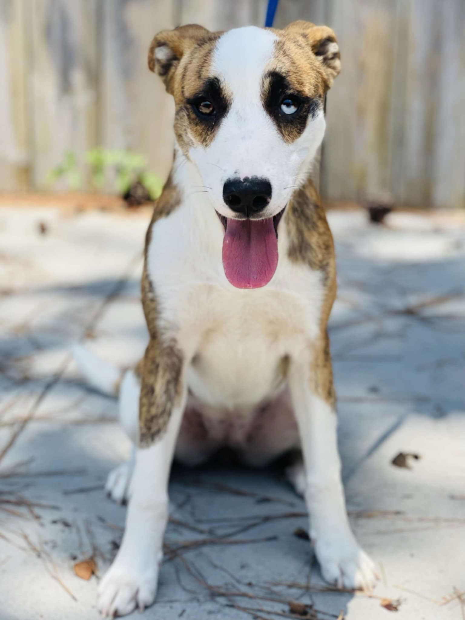 adoptable Dog in Roswell, GA named Lily Rock