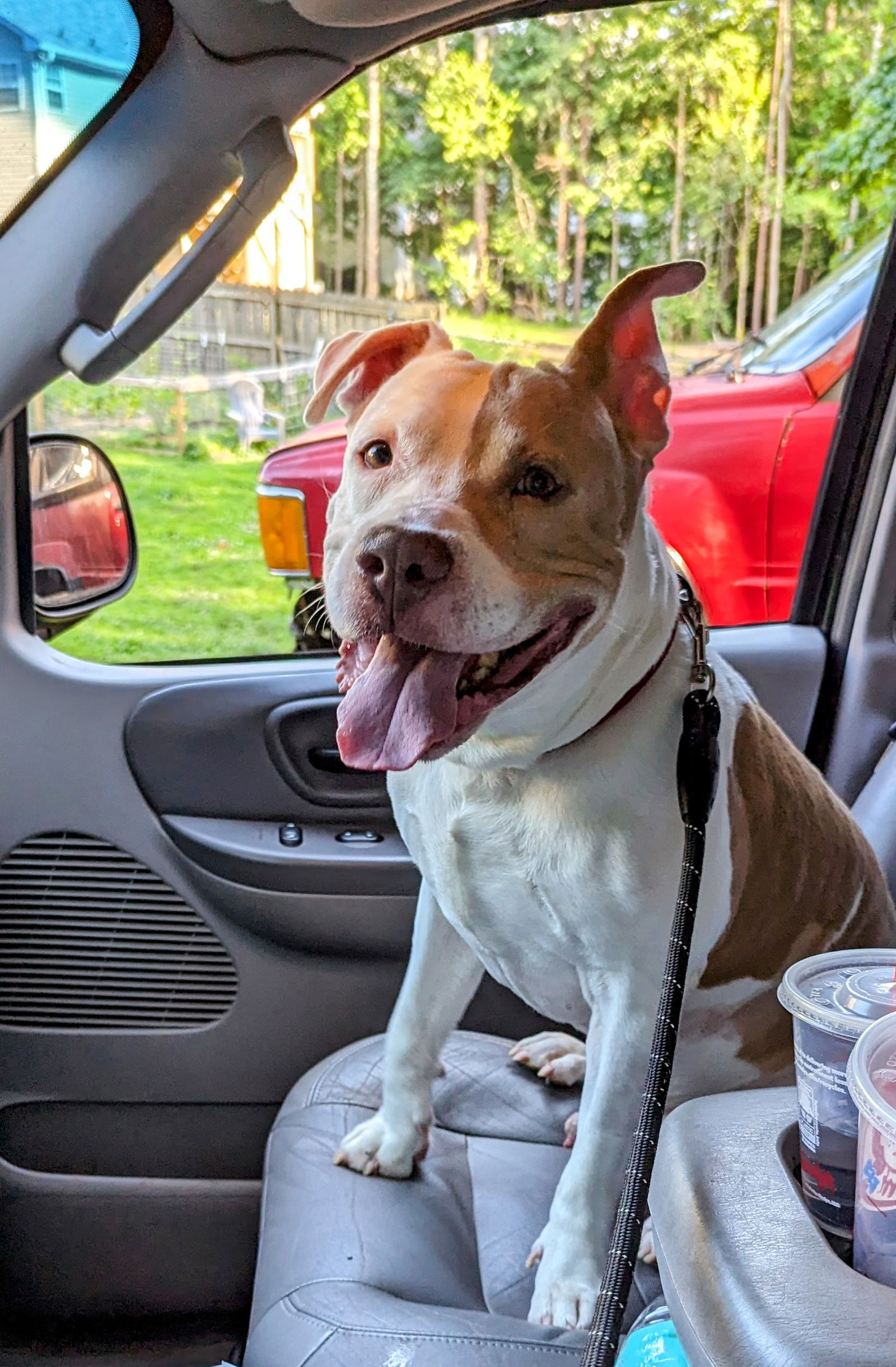 adoptable Dog in Roswell, GA named Leonard