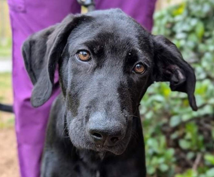 adoptable Dog in Roswell, GA named Pookie Bear