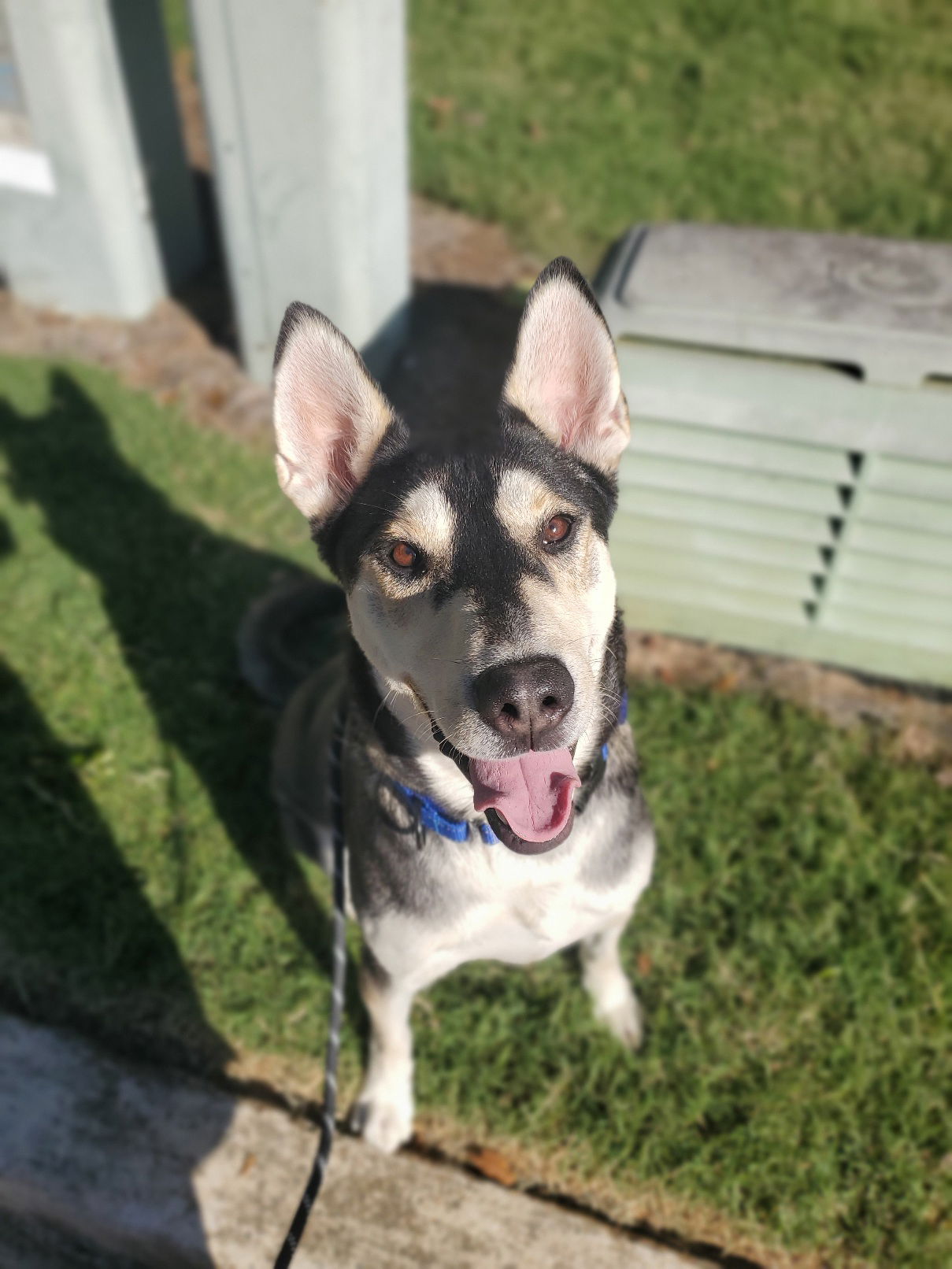 adoptable Dog in Roswell, GA named Coco Siberian