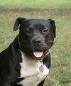 adoptable Dog in  named Opie Taylor