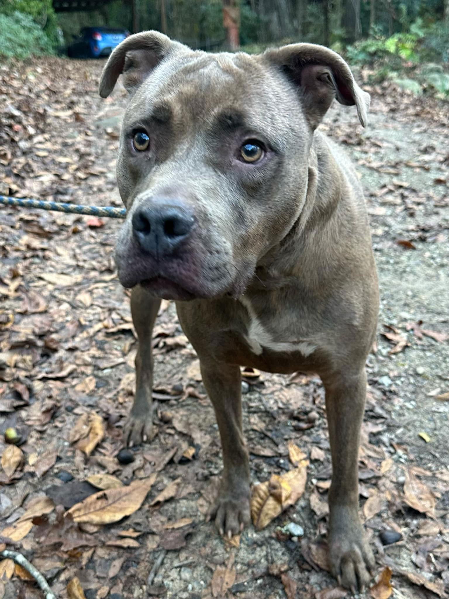 adoptable Dog in Roswell, GA named Beetlejuice