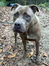 adoptable Dog in  named Beetlejuice