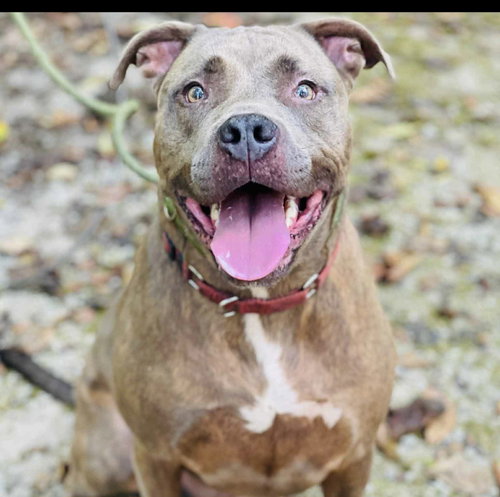 BEETLEJUICE - Pit Bull Terrier available for adoption