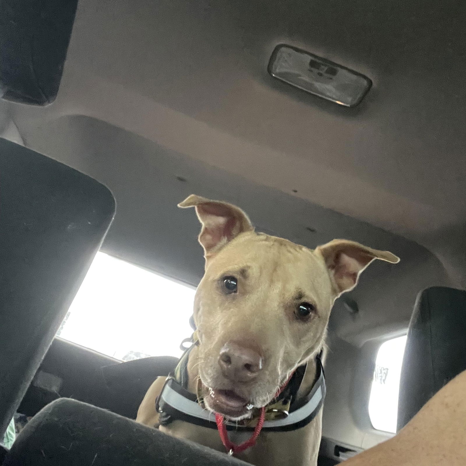 adoptable Dog in Roswell, GA named Shelby Polly