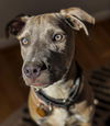 adoptable Dog in  named Brooks