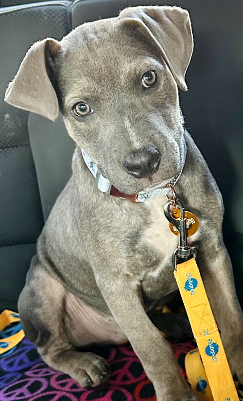 BROOKS - Pit Bull Terrier / Husky available for adoption