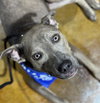 Brooks - Photo 2