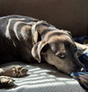 Brooks - Photo 3