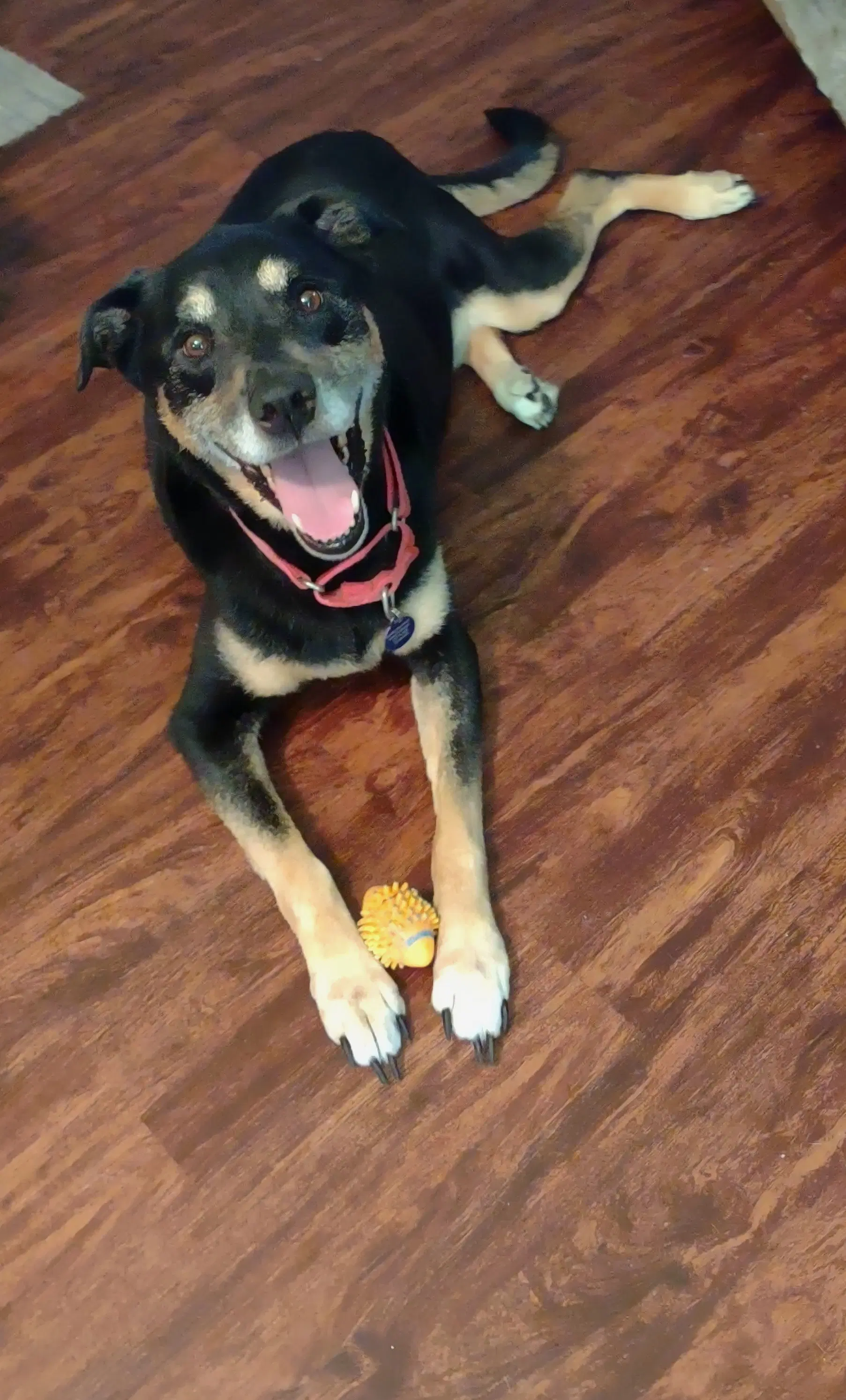 Lady Bug - Rottweiler