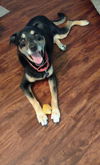 adoptable Dog in  named Lady Bug
