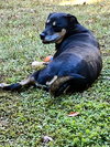 Lady Bug - Photo 2