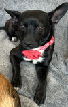 adoptable Dog in  named Bryn