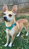 adoptable Dog in  named Effy
