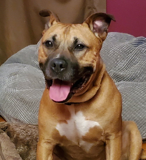 THUNDERBOLT - Boxer available for adoption