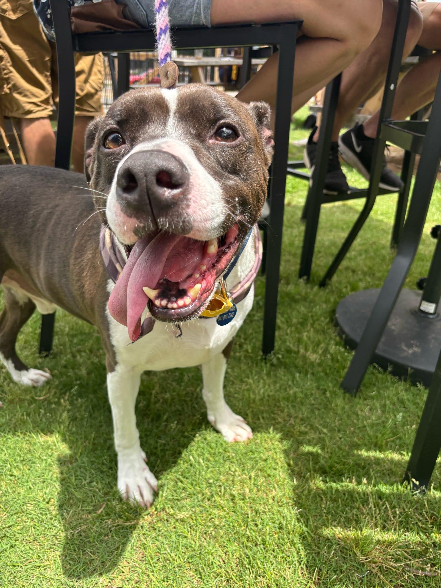 adoptable Dog in Roswell, GA named Duke