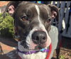 Duke - Photo 1