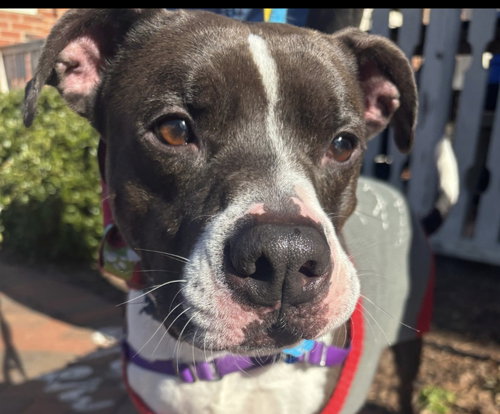 DUKE - Pit Bull Terrier available for adoption