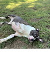 Duke - Photo 2