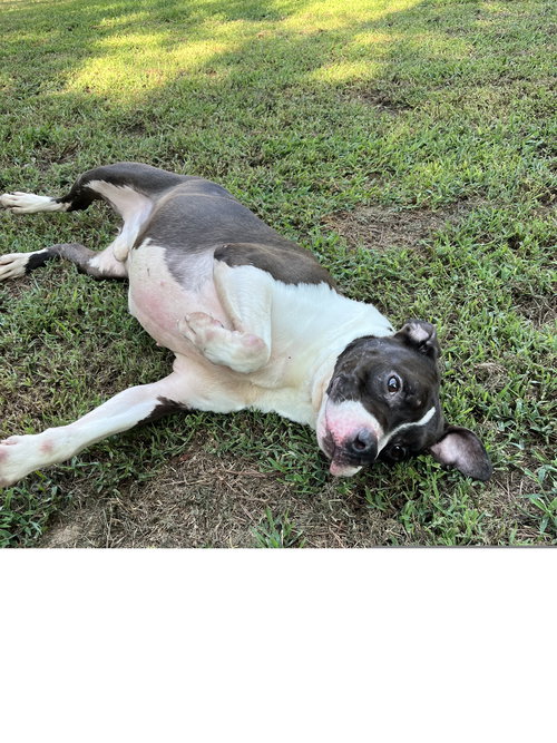 DUKE - Pit Bull Terrier available for adoption