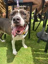 Duke - Photo 3