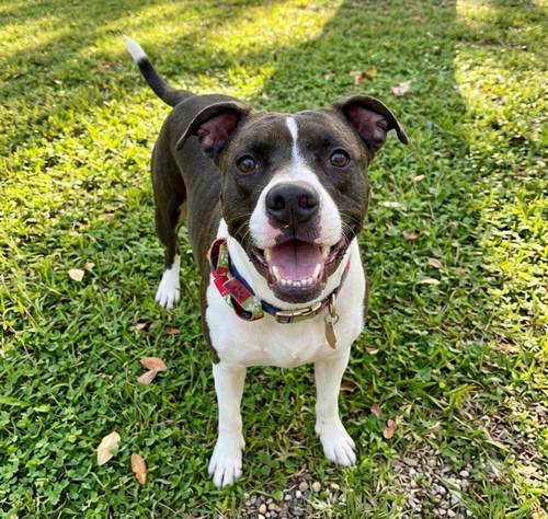 Duke, a dog for adoption from Barkville Dog Rescue