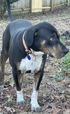 adoptable Dog in  named Arlington