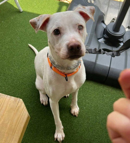 COLEMAN FROSTY - American Bulldog / Pointer available for adoption