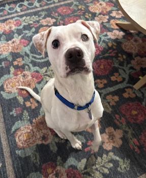 COLEMAN FROSTY - American Bulldog / Pointer available for adoption