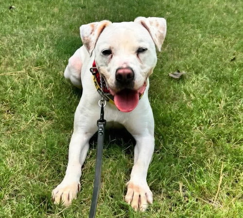 COLEMAN FROSTY - American Bulldog / Pointer available for adoption