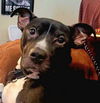 adoptable Dog in  named Arthur