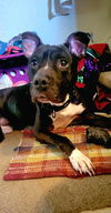 adoptable Dog in  named Spartacus
