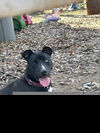 adoptable Dog in  named Keira Monroe