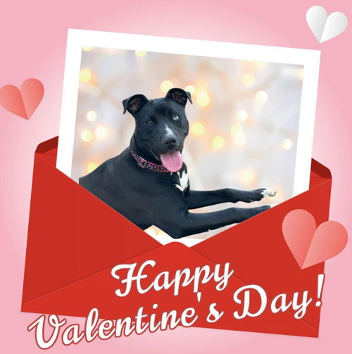 KEIRA MONROE - Pit Bull Terrier available for adoption