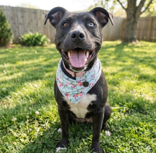 Keira Monroe, an adoptable Pit Bull Terrier in Roswell, GA