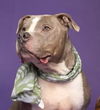adoptable Dog in  named Jay Jay