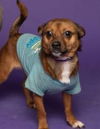 adoptable Dog in  named Gee Gee