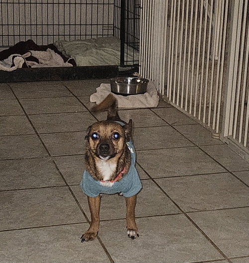 GEE GEE - Chihuahua available for adoption