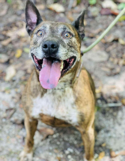 LESLIE - Shepherd available for adoption