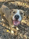 adoptable Dog in  named Ice