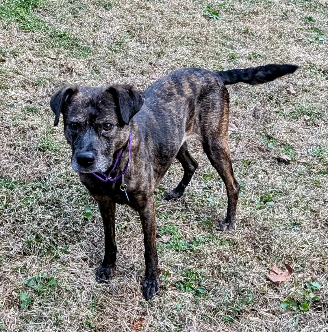 Zandra - Terrier