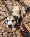 adoptable Dog in  named Stella Claus