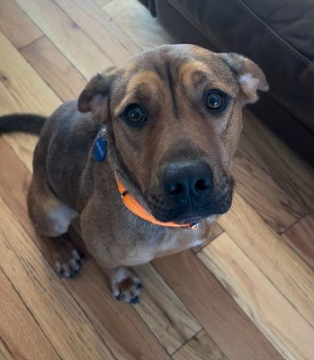 picture of the dog needing adoption