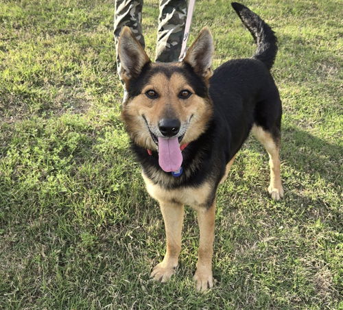 picture of the dog needing adoption
