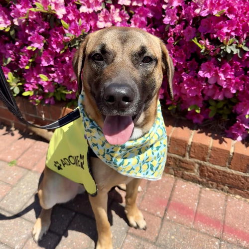 picture of the dog needing adoption